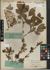 Foto von Salix glabra Scop.